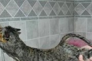 宠物店猫洗澡费用80元是否值得？（探讨宠物店猫洗澡服务的价格合理性及服务质量）