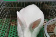 如何科学饲养新西兰兔（营养均衡，健康成长；饲养要点一网打尽）