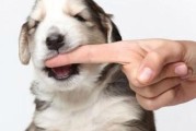 宠物狗爱咬鞋子？教你如何正确处理！（宠物狗咬鞋子的原因及解决方法）