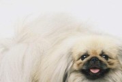 让你的冠毛犬学会趴下的秘密！（详解如何以正确的方法训练你的冠毛犬趴下）