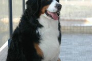 打造漂亮犬毛，让你的以伯恩山犬更帅气（以伯恩山犬毛发梳理的完美工具，让你的宠物毛发更健康光滑）