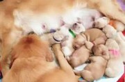金毛的成长历程与特点（探寻金毛犬的成长时间、性格特点及饲养要点）