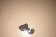 狗输液过量的副作用及应对措施（了解狗输液过量的危害，保护宠物健康）