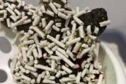 猫咪怀孕拉屎出血的原因及应对方法