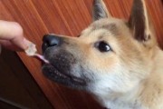 为什么小狗喜欢咬东西？（探究小狗咬东西的原因与解决方法）