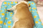 选择适合短毛猫的梳子，让它们保持健康亮丽（探索不同类型的梳子，为短毛猫提供最佳的护理）