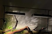 如何激活灯鱼群的游动？（创造活跃环境让灯鱼群成为游动的绚丽海洋风景）