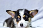 冬季养犬知识