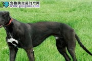 如何科学饲养格力犬（从喂养到训练，全面掌握关键技巧）