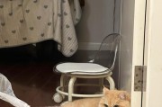 揭示早上猫对你叫的含义（猫咪的叫声揭示了它的需求和情绪）