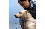 宠物狗狗不宜在何时洗澡（从健康角度出发，如何为狗狗定期洗澡）