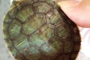 夏天如何正确喂养巴西龟（了解巴西龟夏季喂养需注意的症状和方法）