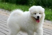 萨摩耶犬品种详解（探究以萨摩耶为代表的宠物狗品种特点和养护技巧）