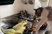 猫咪为什么能吃玉米？（探究猫咪对玉米的消化适应能力）