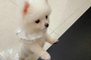 让你的博美重获浓密毛发的10种方法（博美剃毛后如何促进毛发生长？）