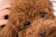 泰迪幼崽用头孢治疗需知（了解泰迪幼崽的用药需谨慎）