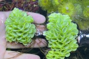 无害水草肥，健康养殖的首选（保护水质，促进生长，水草肥的关键）