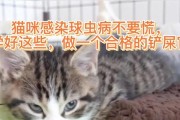 治疗猫球虫病的药物及注意事项（选择合适的药物，科学防治猫球虫病）