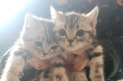 与猫建立亲密关系的15个表现（通过亲近猫咪，你会发现它的忠诚和温暖）