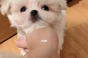 如何正确地喂养马尔济斯犬（保障犬只健康的最佳饮食方法）