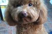 贵宾犬鼻头变淡怎么办？（如何保持贵宾犬的健康鼻子）