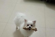 博美小狗呕吐白色物质的原因及处理方法