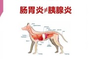 了解狗的胃炎症状，守护宠物健康（揭秘胃炎症状，做好预防护理）