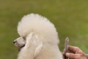 为你的爱犬梳毛，细心呵护从头开始（掌握正确方法，让宠物光滑亮丽）