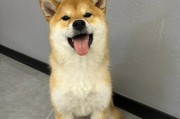 狗狗美丽毛发的秘诀（探索健康饮食对狗狗毛发的重要性）