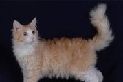 电烫卷猫的饲养方法（打造可爱卷毛猫咪猫咪美容电器电烫卷猫）