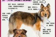 如何训练宠物以喜乐蒂握手（以喜乐蒂握手，提升宠物亲和力的秘诀）