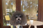 贵宾犬的日常体育锻炼（如何为你的贵宾犬提供充足的运动量）