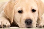 以狗狗不听话可以打吗？（打狗狗有用吗？宠物教育应该采用哪些方法？）