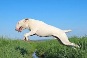 揭秘牛头梗怀孕症状，让您更懂宠物健康（了解牛头梗的怀孕表现，关注宠物健康）