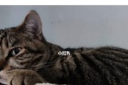 寄养猫咪前必须知道的重要事项（宠物是家庭的一员，寄养需认真对待）