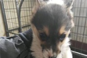 柯基犬拉黑便，狗主人要注意！（了解拉黑便原因与预防措施，让宠物健康快乐）