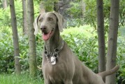 维兹拉犬饲养指南（培养健康快乐的伙伴）