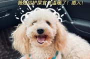 狗犬使用缩宫素的时机与注意事项（用药安全与效果的平衡探讨）