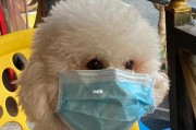 狗狗防疫指南（如何为你的宠物提供最佳保护）