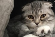猫为什么喜欢吃手纸？（探究猫咪咬食手纸的原因及解决方法）
