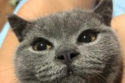 揭秘猫咪鼻子上的黑色斑点（黑色斑点为何出现？如何判断健康状况？）
