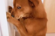 给宠物狗洗澡会让狗掉毛吗？剖析狗狗洗澡掉毛的真相