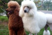 贵宾犬毛发修剪指南（掌握修剪技巧，让贵宾犬更美更舒适）