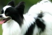 如何选择纯种蝴蝶犬——挑选完美宠物的终极指南（了解蝴蝶犬的形态特征，遴选最适合的伴侣）