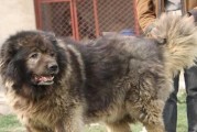 如何给高加索犬洗澡（高加索犬洗澡的注意事项）