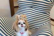 以西施犬吃太饱了怎么办？