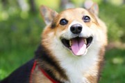 如何训练宠物狗狗适应不同的声响？（有效方法和注意事项）