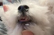 狗狗换牙期的注意事项（如何照顾你的宠物在换牙期的健康？）