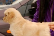 如何饲养和管理金毛巡回幼犬（一步一步教你如何照顾你的宠物金毛巡回幼犬）
