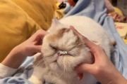 如何为你的猫咪提供舒适的按摩（教你如何以正确的方式按摩你的宠物猫咪，让它们感到放松和快乐）